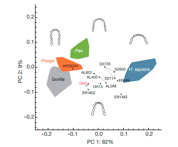 Рис. 3. Сравнение формы зубной дуги нижней челюсти у современных и ископаемых гоминоидов