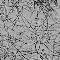 Белок Еср6 осаждается из раствора хитином и не осаждается другими полисахаридами. Р (pellet) — осадок, S (supernatant) — супернатант (жидкость, остающаяся над осадком). Chitin beads — хитиновые шарики, crab shell chitin — хитин из панциря краба, chitosan — хитозан, xylan — ксилан, cellulose — целлюлоза. Помимо этого исследования ученые провели другое, где предложили Еср6 более чем 400 других полисахаридов, но белок оставался верен хитину и больше ни с чем не связывался. Изображение из обсуждаемой статьи в Science