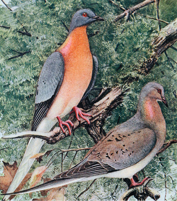 Пара странствующих голубей