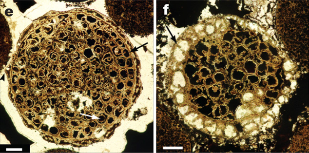 Рис. 1. Ископаемые эмбрионы на стадии Megaclonophycus