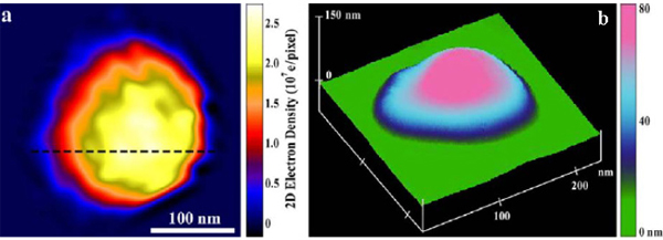 Рис. 4. a — визуализация в цвете распределения электронной плотности внутри вируса — своего рода цветная рентгеновская «фотография» вируса. b — изображение вируса под атомно-силовым микроскопом. Рис. из обсуждаемой статьи arXiv:0806.2875