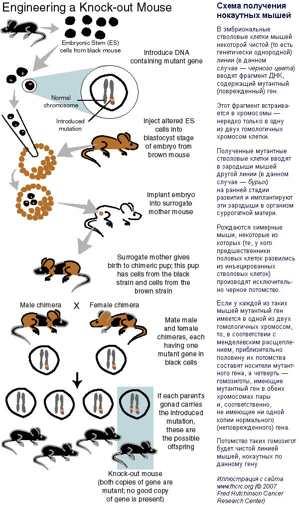 Схема получения нокаутных мышей. В эмбриональные стволовые клетки мышей некоторой чистой (то есть генетически однородной) линии (в данном случае — черного цвета) вводят фрагмент ДНК, содержащий мутантный (поврежденный) ген. Этот фрагмент встраивается в хромосомы — нередко только в одну из двух гомологичных хромосом клетки. Полученные мутантные стволовые клетки вводят в зародыши мышей другой линии (в данном случае — бурых) на ранней стадии развития и имплантируют эти зародыши в организм суррогатной матери. Рождаются химерные мыши, некоторые из которых (те, у кого предшественники половых клеток развились из инъецированных стволовых клеток) производят исключительно черное потомство. Если у каждой из таких мышей мутантный ген имеется в одной из двух гомологичных хромосом, то, в соответствии с менделевским расщеплением, приблизительно половину их потомства составят носители мутантного гена, а четверть — гомозиготы, имеющие мутантный ген в обеих хромосомах пары и, соответственно, не имеющие ни одной копии нормального (неповрежденного) гена. Потомство таких гомозигот будет чистой линией мышей, нокаутных по данному гену. Иллюстрация с сайта www.fhcrc.org (© 2007 Fred Hutchinson Cancer Research Center)