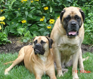 Английский мастиф (фото с сайта www.bigpawsonly.com)