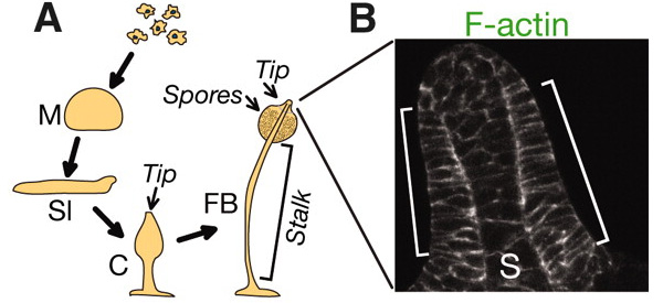 Рис. 2. Этапы формирования плодового тела и эпителий, окружающий его верхушку. Рисунок из обсуждаемой статьи в Science
