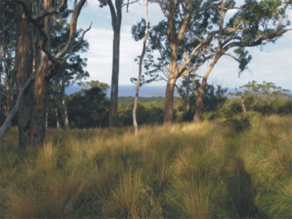 Эвкалипты — типичные представители лесостепных биомов южного полушария, которые дали вспышку видообразования и широко расселились, не изменив при этом экологической приуроченности. Фото с сайта heritage.anu.edu.au