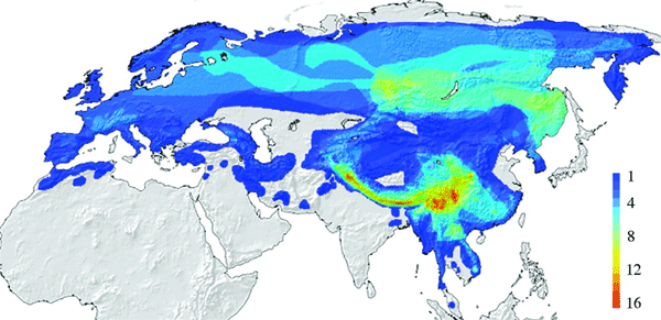 Распространение пеночек (представителей родов Seicercus и Phylloscopus) в Евразии. Цветом показано число видов: от одного (синий цвет) до 16 (оранжевый). Видно, что центр видообразования находится к югу от Тибетского нагорья. Рис. из обсуждаемой статьи в Philosophical Transactions of the Royal Society B