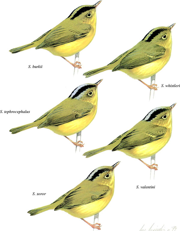 Представители так называемых «расписных» пеночек (род Seicercus). Пять из шести трудно различимых видов комплекса Seicercus burkii. Рисунок © Ian Lewington, приведенный в обсуждаемой статье Тревора Прайса