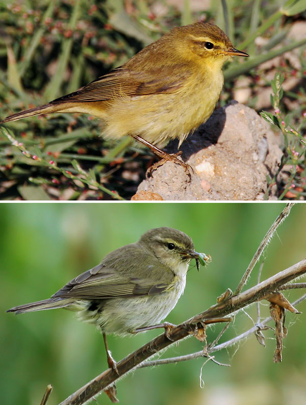 Эти два вида пеночек, с ареалами, перекрывающимися в районе Пиренеев, образуют гибриды, которые, однако, характеризуются пониженной жизнеспособностью. Вверху — иберийская пеночка (Phylloscopus ibericus). Внизу — пеночка-теньковка (Phylloscopus collybita). Фото с сайтов flickr.com/photos/84677420@N00 и club.foto.ru/gallery/photos/author.php?author_id=43582