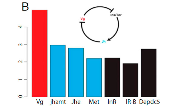 Проявление сильного положительного отбора в генах, связанных с кастовой дифференцировкой