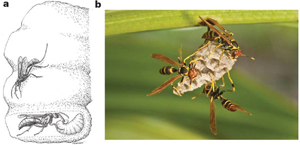 Путь от одиночного образа жизни к колониальному. a — часть гнезда осы Synagris cornuta: внизу разрез, показывающий самку, которая кормит личинку кусочком гусеницы. b — колония ос Polistes crinitus, демонстрирующих черты эусоциальности. Рабочие особи в данном случае действуют сообща: они могут успешно защищать гнездо и кормить личинок. Фото © Robert Jeanne из обсуждаемой статьи в Nature