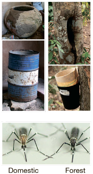 Рис. 1. Различия домашних и лесных комаров