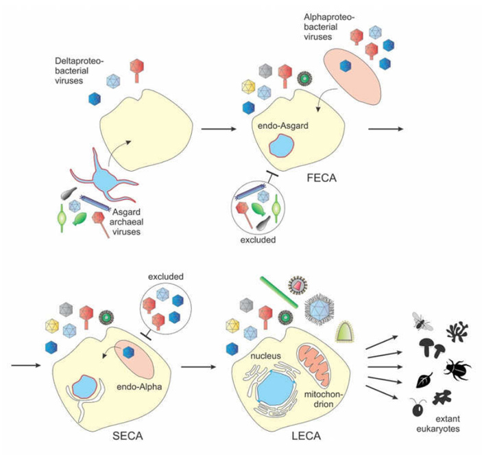 Рис. 5. Двойной эндосимбиоз (в рамках синтрофной гипотезы) и вирусы