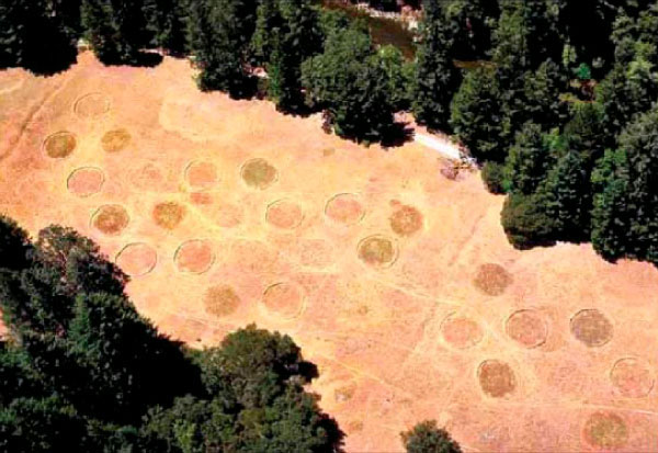 С высоты птичьего полета сняты круглые экспериментальные площадки, на которых изучалось, как изменяет флору и фауну вызванное потеплением увеличение влажности. Оказалось, что весенне-летнее переувлажнение губительно для разнотравных лугов. И дело здесь не в сухолюбивости луговой растительности (сухолюбивых, как известно, нет, есть только засухоустойчивые!) а в сложных межвидовых связях лугового сообщества. (Всего кругов 36: 18 использовались для этого эксперимента, а другие 18 — для следующего, так что можно ожидать второй серии интереснейших результатов.) Фото из цитируемой статьи в Science