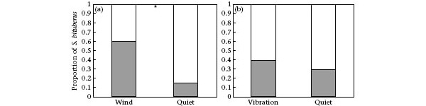 Рис. 4. Соотношение клопов, успешно убивших пауков (серые столбики) и клопов, потерпевших неудачу в охоте (белые столбики) в отсутствие шума, при ветре (а) и вибрации (b). Рисунок из обсуждаемой статьи в Animal Behaviour