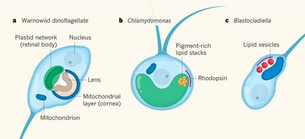 Рис. 1. Сравнение микробных глаз