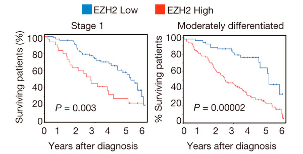 <b>Рис. 1.</b> Инактивирующие мутации гена <i>BRG1</i> ухудшают прогноз при NSCLC