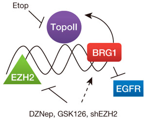 Биологические эффекты двойной терапии NSCLC
