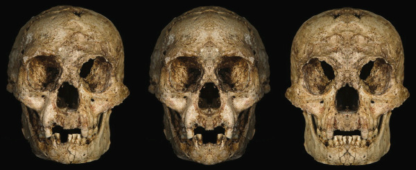 Коллаж, демонстрирующий асимметрию черепа из Лианг-Буа. Слева — сам череп, в центре: левую половину исходной фотографии удвоили и зеркально отразили (при помощи Photoshop), справа — ту же процедуру проделали с правой половиной фотографии. Рис. из статьи в PNAS