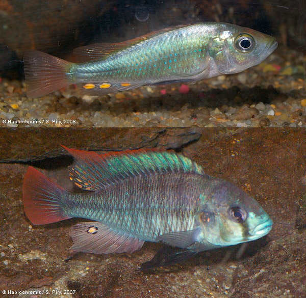 <b>Рис. 1.</b> Цихлиды <i>Haplochromis pyrrhocephalus</i> и <i>Platytaeniodus degeni</i>
