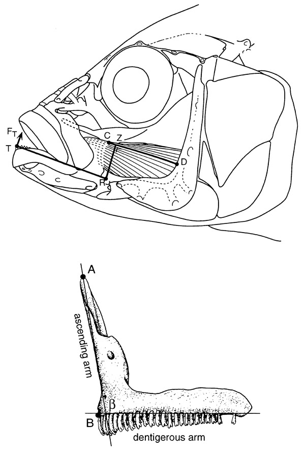 Рис. 4. Челюстной аппарат цихлиды