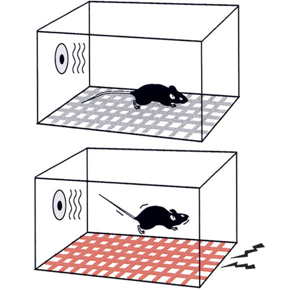 Схема эксперимента, в котором мышей обучают бояться условного стимула. Подопытная мышь (внизу) получает слабый удар током и при этом слышит звуковой сигнал. В результате у животного формируется устойчивый страх перед данным звуком. Контрольная мышь (вверху) не получает болевых стимулов, и звуковой сигнал ее совершенно не пугает. Рисунок с сайта learnmem.cshlp.org