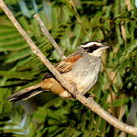 Рис. 1. Краснохвостая овсянка. Фото с сайта mangoverde.com