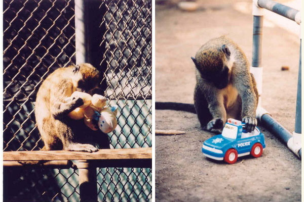 Обезьянки любят игрушки: совсем как человеческие детеныши, обезьянки-мальчики играют с машинками, а обезьянки-девочки кроме машинок выбирают плюшевые игрушки и кукол. Фото с сайта www.psychologytoday.com