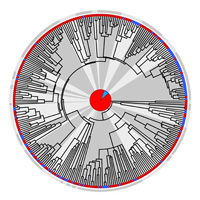 <b>Рис. 1.</b> Признак «пение самок» на филогенетическом древе наиболее древних представителей певчих воробьиных птиц