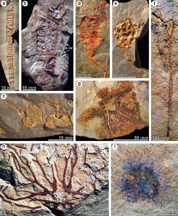 Некоторые представители биоты Fezouata. а — трубка червя; b — трилобит Symphysurus с антеннами, ножками, пищеварительными железами; c–g — иглокожие; g — морская звезда; h, i — граптолиты. Фото из дополнительных материалов к обсуждаемой статье в Nature