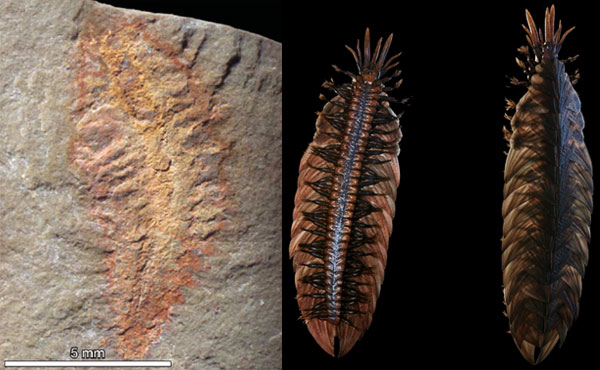 Малощетинковый червь Plumulites bengtsoni формации Fezouata (слева) и его реконструкция. Фото из обсуждаемой статьи в Nature и с сайта dinocasts.com