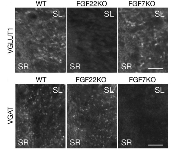 Окрашивание на глутаматный (сверху) и ГАМК-овый (снизу) транспортеры (то есть белки, пакующие данные медиаторы в везикулы) у нокаутов и мышей дикого типа. SL и SR — участки региона CAЗ гиппокампа. Видно, что у FGF22 проблемы с VGluT, а у FGF7 — с VGAT. Изображение из обсуждаемой статьи в Nature