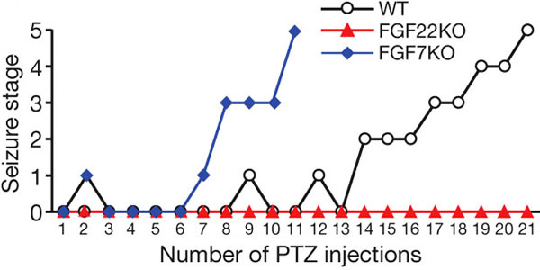 Развитие припадков у мышей, нокаутных по генам FGF22, FGF7, и мышей дикого типа (wt). По горизонтальной шкале показано количество инъекций пентилентетразолом, вызывающим припадки, а по вертикальной — уровень припадка. Изображение из обсуждаемой статьи в Nature