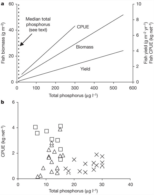 Рис 1. a — Зависимость биомассы рыб (biomass, г/м2), прироста массы рыб за год (fish yield fish, г/м2/год), и «вылова рыбы в расчете на промысловое усилие», CPUE, кг/сеть) от содержания фосфора в воде (микрограмм/л) по данным большой выборки разных озер. Вертикальной пунктирной линией показан средний уровень концентрации фосфора. Он оказался равным всего 12 мкг/л — усреднено по множеству озер Фенно-Скандинавии и Северной Америки (Висконсин). Очевидно, что в большинстве озер фосфора содержится очень мало, но для всей совокупности данных положительная зависимость массы рыбы от содержания в воде фосфора выявляется достаточно четко. b — Зависимость вылова рыбы от содержания в воде фосфора, но только для озер с низким содержанием биогенных элементов (фосфора не более 30 мкг/л). Разными значками обозначены озера: из Финляндии (крестики), Швеции (треугольники) и Новой Зеландии (квадратики). Очевидно, что какой-либо выраженной зависимости в данном случае не наблюдается. Рис. из обсуждаемой статьи Jan Karlsson et al. в Nature