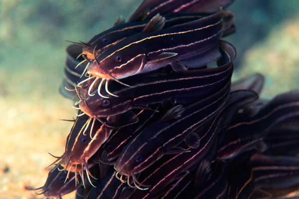 Рис. 1. Сомики Plotosus japonicas