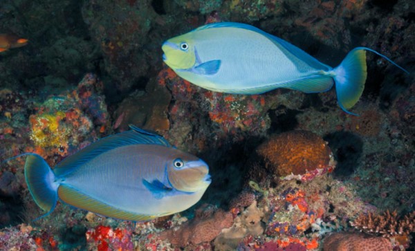 Один из видов рыб-хирургов (Naso vlamingii), обитателей коралловых рифов