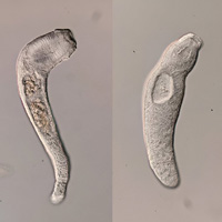 У трематоды Haplorchis pumilio в колониях присутствуют как неразмножающиеся солдаты, так и размножающиеся «нормальные» особи