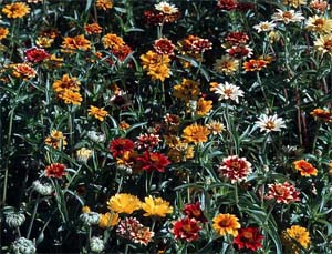 Механизм цветения запускается белком FKF1, который реагирует на изменение длины светового дня (фото с сайта www.bigfoto.com)