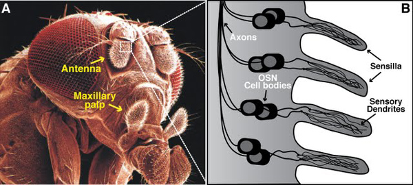 Обонятельные рецепторные нейроны у дрозофилы
