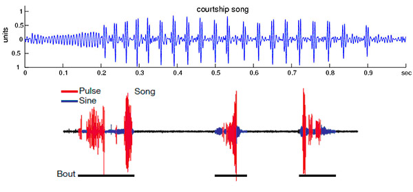 Записи песен самцов дрозофилы