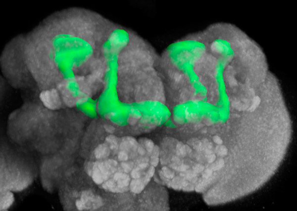 Рис. 1. Грибовидные тела дрозофилы