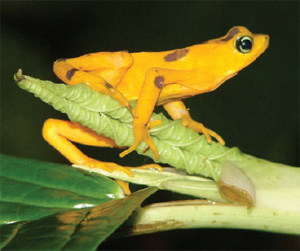 67% видов американских лягушек-арлекинов уже вымерли. Эта, желтенькая, еще жива (фото из журнала Nature)