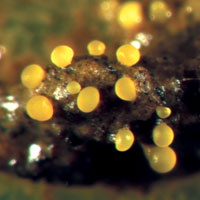 Плодовые тела, образованные бактериями Myxococcus xanthus (фото с сайта www.umanitoba.ca)