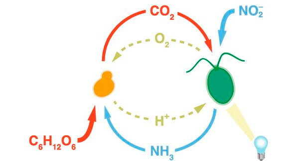 Рис. 1. Схема облигатного мутуализма пекарских дрожжей и хламидомонад