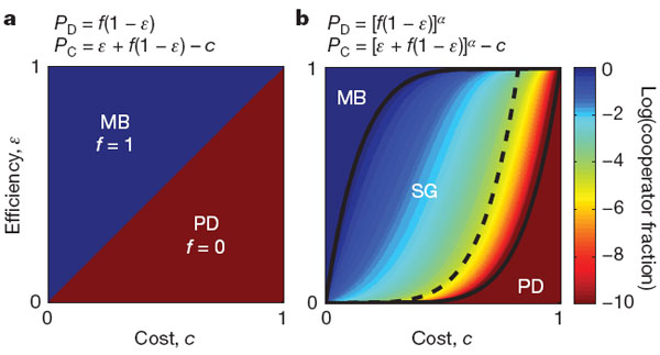 Две модели взаимодействия кооператоров и обманщиков. Формулы в верхней части рисунка отражают выгоду, предоставляемую стратегией обманщиков (PD) и кооператоров (PC). По вертикальной оси — доля полезного продукта, производимого кооператорами и попадающего в их распоряжение, а не в общее пользование (эпсилон); по горизонтальной оси — себестоимость стратегии кооператоров c («цена альтруизма»). Разными цветами показано «равновесное» значение f, то есть доля кооператоров в смешанной культуре, которая в конце концов установится в ней при данных значениях c и эпсилон. MB («mutually beneficial», взаимовыгодная игра) — ситуация, в которой стратегия кооператоров является безусловно более выгодной, и кооператоры полностью вытесняют обманщиков. PD («prisoner’s dilemma», дилемма заключенного) — ситуация, в которой безусловно более выгодной является стратегия обманщиков; равновесное значение f = 0 (обманщики полностью вытесняют кооператоров). SG («snowdrift game», игра в «сугроб») — ситуация, в которой кооператором быть выгодно, но только до тех пор, пока численность обманщиков достаточно высока; между кооператорами и обманщиками устанавливается равновесие; 0 < f < 1. Остальные пояснения см. в тексте. Рис. из обсуждаемой статьи в Nature