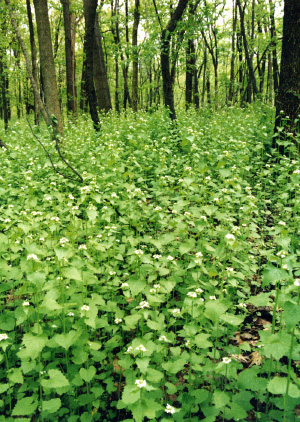 Чесночная горчица Alliaria petiolata, заполонившая североамериканские леса, препятствует развитию симбиотических грибов, необходимых для роста молодых деревьев (© Courtesy of Elisabeth J. Czarapata; фото с сайта www.ipaw.org)