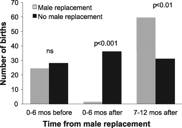 Сравнение числа рождений в группах, в которых сменялся самец, с группами с постоянным самцом