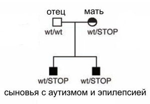 Родословная семьи, в которой два брата-аутиста, гетерозиготные по мутации в гене NHE9, страдают эпилептическими припадками в большей или меньшей степени. Рис. из обсуждаемой статьи в Science