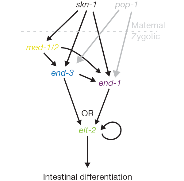 Рис. 3. Регуляторный каскад, приводящий к включению гена elt-2 в клетках будущего кишечника. Несмотря на крайнюю простоту этого регуляторного каскада (по сравнению с тем, что наблюдается у других животных), в нём много «избыточности»: активация одного и того же гена осуществляется не одним, а несколькими параллельными путями. Рис. из обсуждаемой статьи в Nature