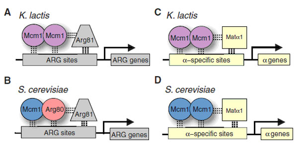 Схема регуляции работы генов метаболизма аргинина и генов, связанных с половым размножением, у двух видов дрожжей