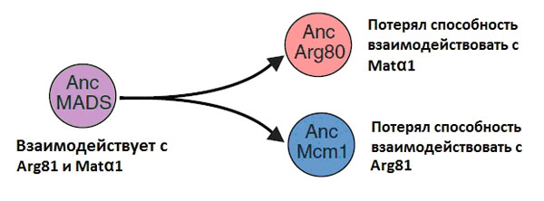 Частичная утрата функциональности паралогами после дупликации